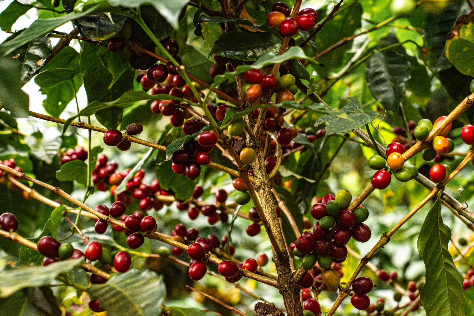 Coffee cherries in varied stages of ripeness