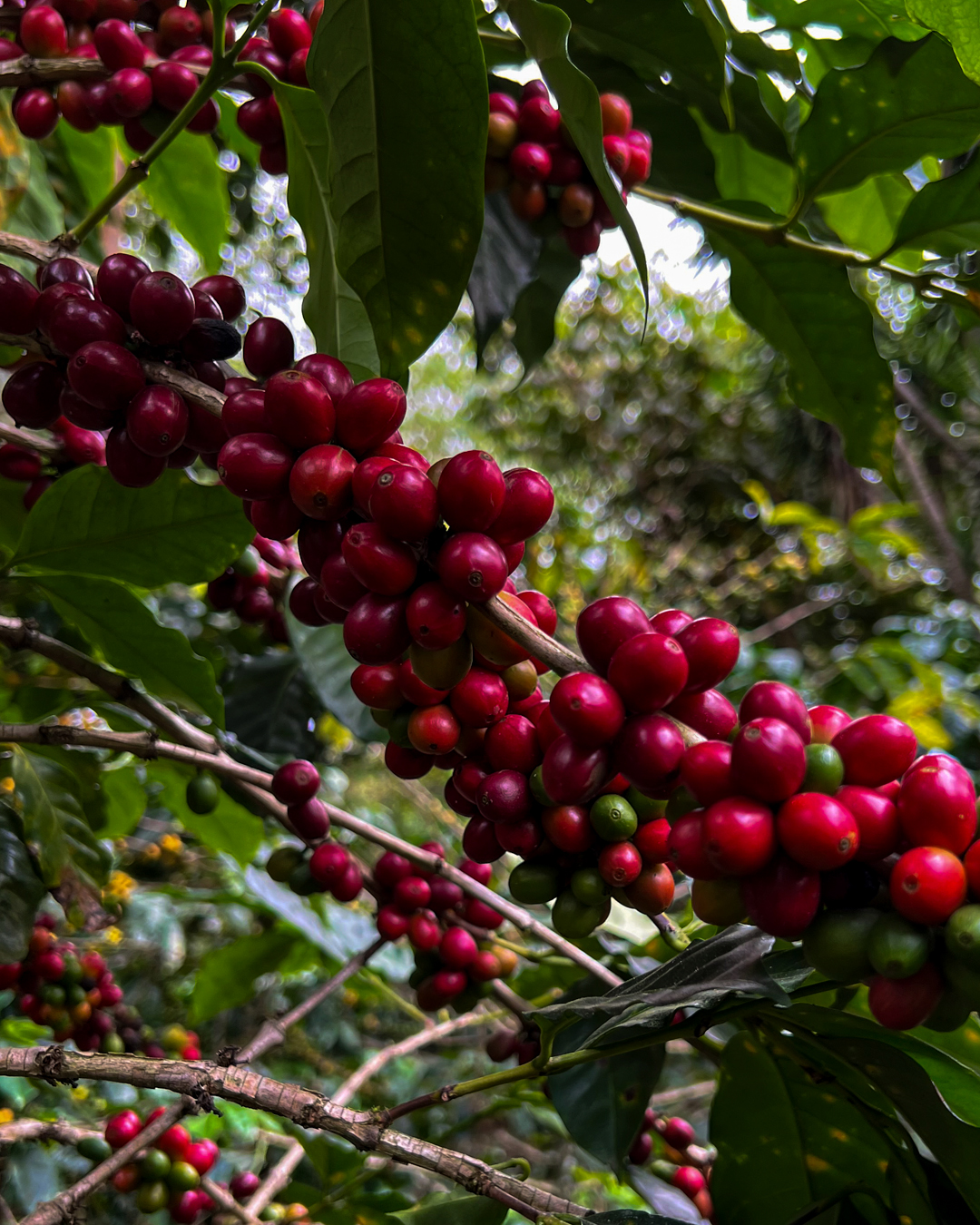 Ripe red coffee cherries on the branch at Finca San Cayetano
