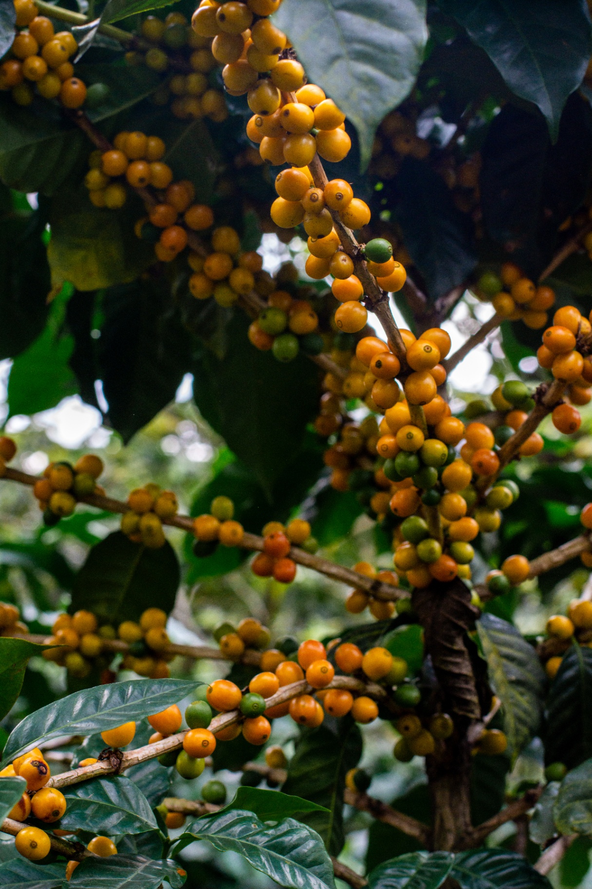 Yellow Bourbon coffee cherries ripening on the branch